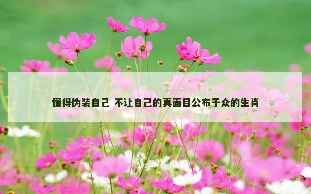 懂得伪装自己 不让自己的真面目公布于众的生肖