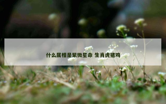 什么属相是紫微星命 生肖虎猪鸡