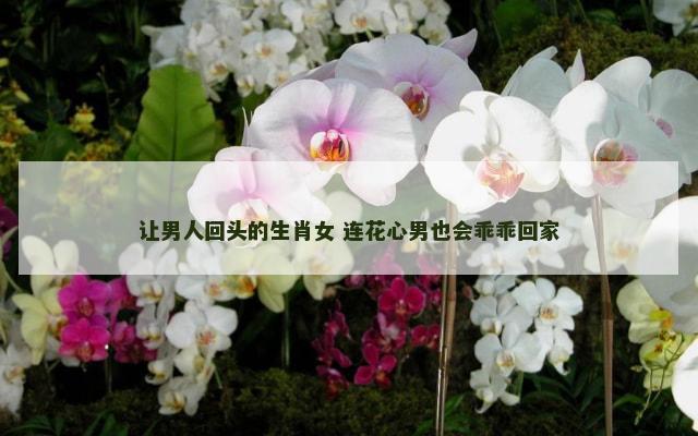 让男人回头的生肖女 连花心男也会乖乖回家