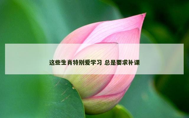 这些生肖特别爱学习 总是要求补课