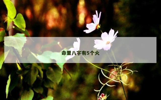 命里八字有5个火