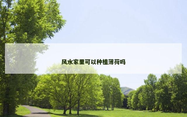 风水家里可以种植薄荷吗