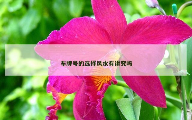 车牌号的选择风水有讲究吗