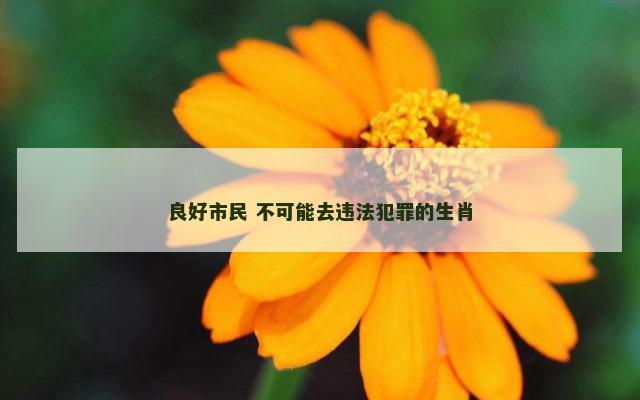 良好市民 不可能去违法犯罪的生肖