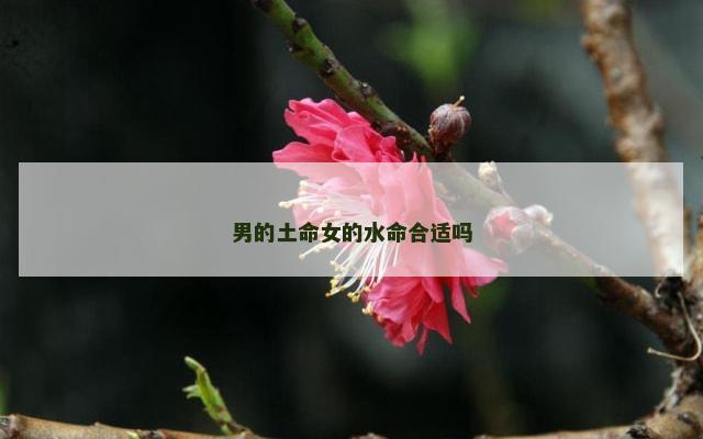 男的土命女的水命合适吗