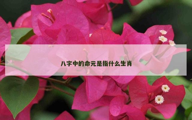 八字中的命元是指什么生肖