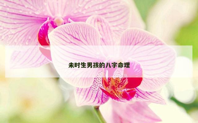 未时生男孩的八字命理