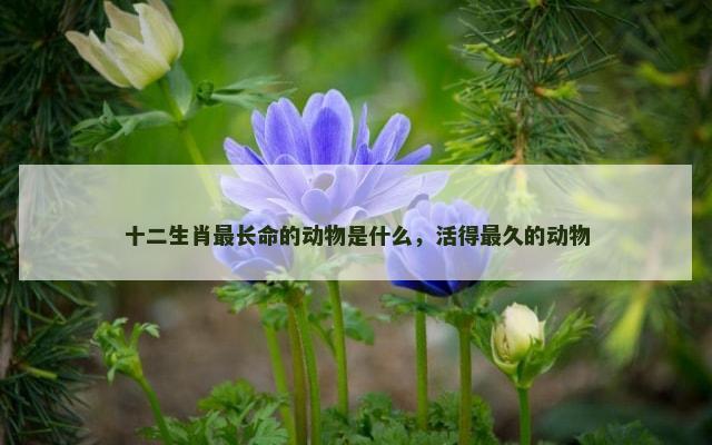 十二生肖最长命的动物是什么，活得最久的动物
