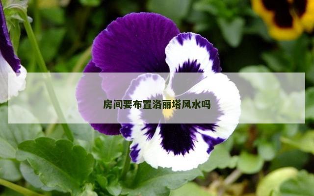 房间要布置洛丽塔风水吗