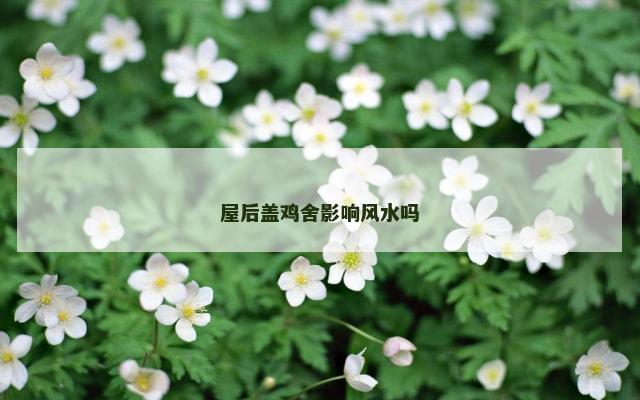 屋后盖鸡舍影响风水吗