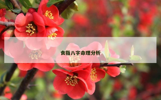 食指八字命理分析