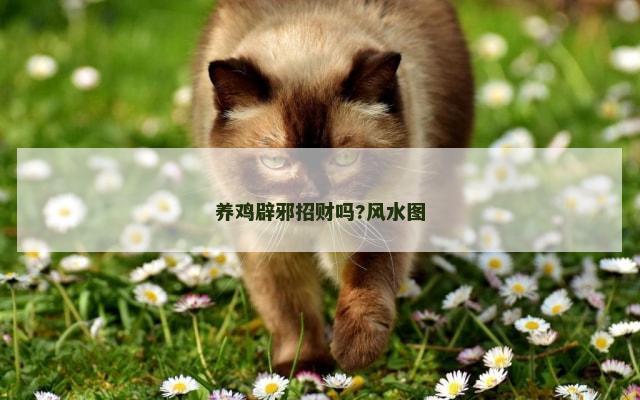 养鸡辟邪招财吗?风水图