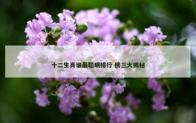 十二生肖谁最聪明排行 榜三大揭秘