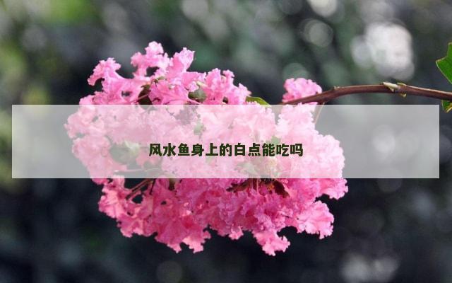 风水鱼身上的白点能吃吗