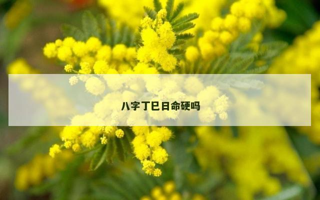 八字丁巳日命硬吗