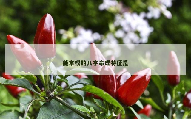 能掌权的八字命理特征是