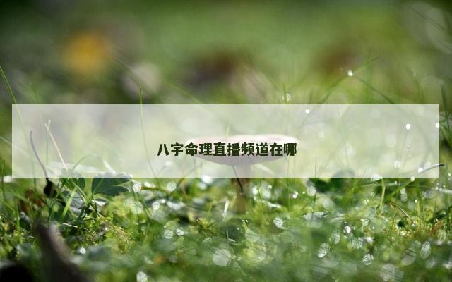 八字命理直播频道在哪