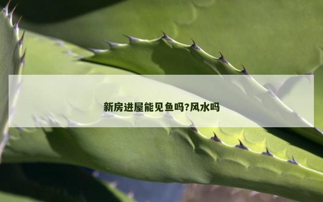 新房进屋能见鱼吗?风水吗