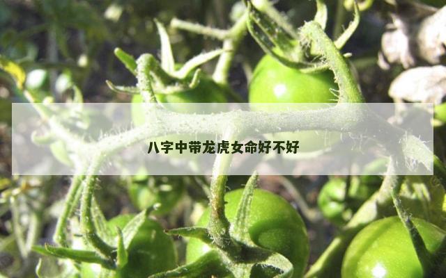 八字中带龙虎女命好不好