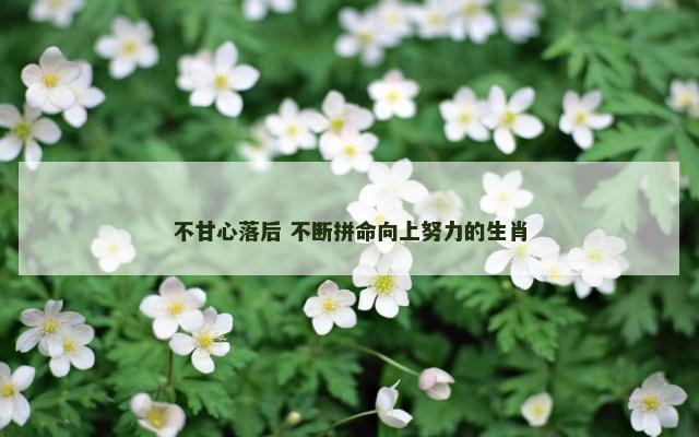 不甘心落后 不断拼命向上努力的生肖