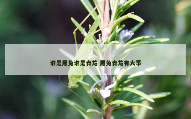 谁是黑兔谁是青龙 黑兔青龙有大事