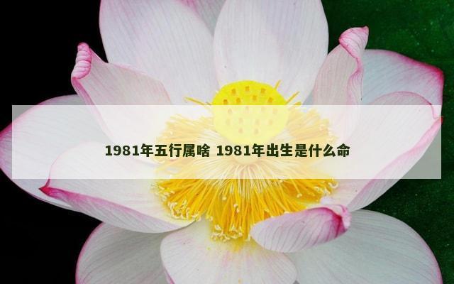 1981年五行属啥 1981年出生是什么命