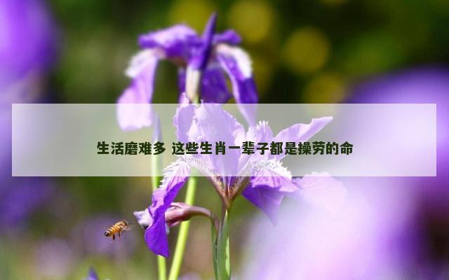 生活磨难多 这些生肖一辈子都是操劳的命