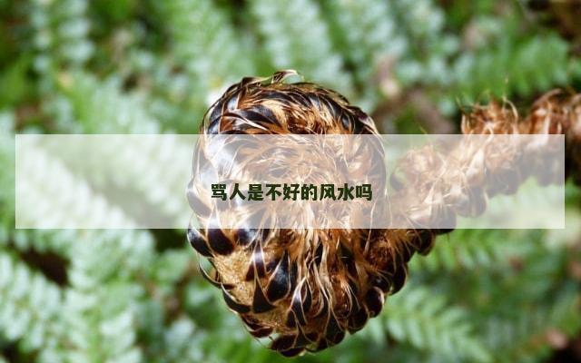骂人是不好的风水吗