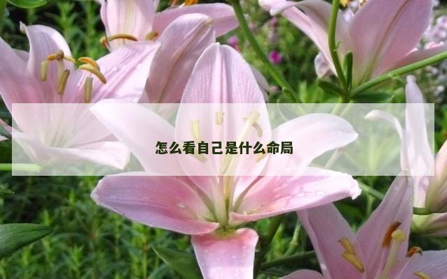 怎么看自己是什么命局