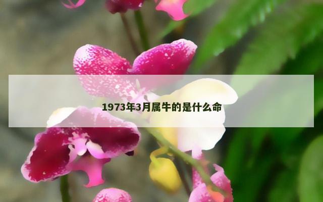 1973年3月属牛的是什么命