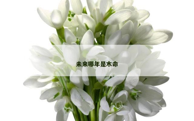 未来哪年是木命