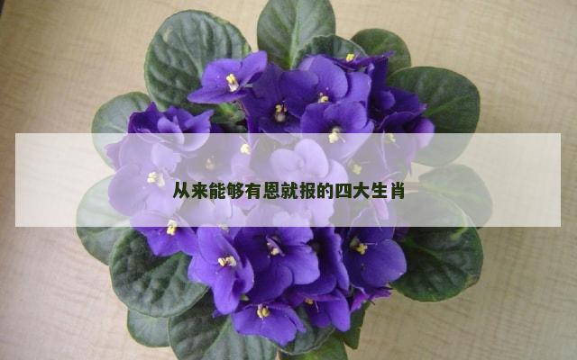 从来能够有恩就报的四大生肖