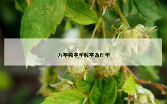 八字数字学数字命理学