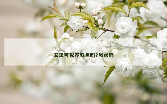 家里可以养鲶鱼吗?风水吗