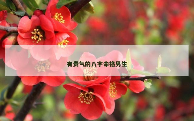 有贵气的八字命格男生