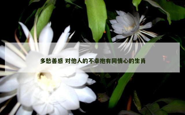 多愁善感 对他人的不幸抱有同情心的生肖