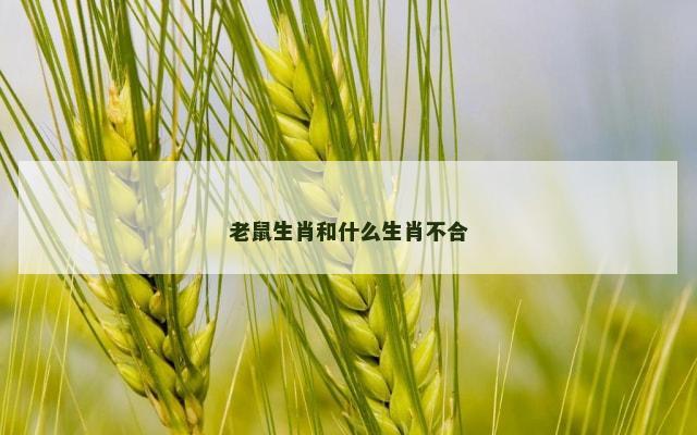 老鼠生肖和什么生肖不合
