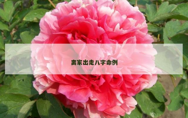 离家出走八字命例
