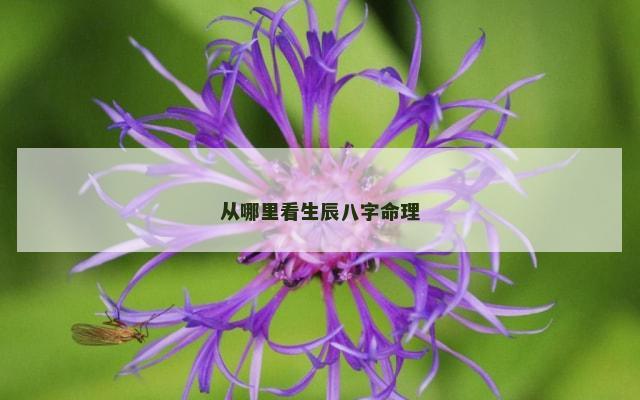 从哪里看生辰八字命理