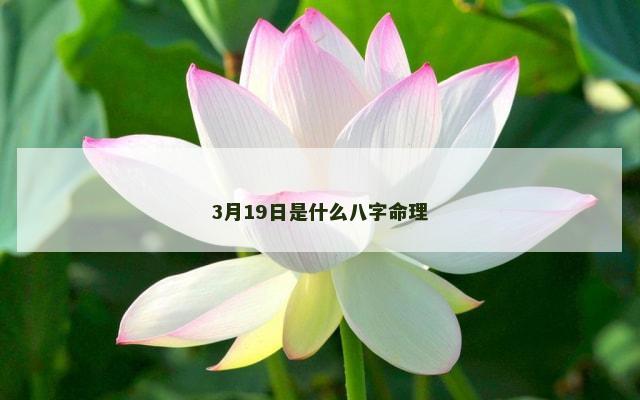 3月19日是什么八字命理