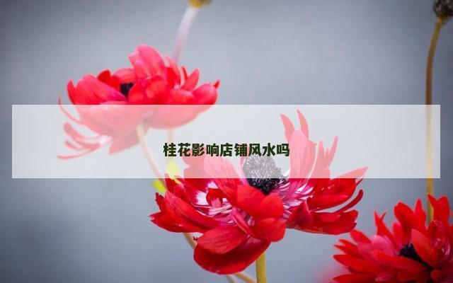 桂花影响店铺风水吗