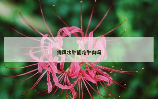 痛风水肿能吃牛肉吗