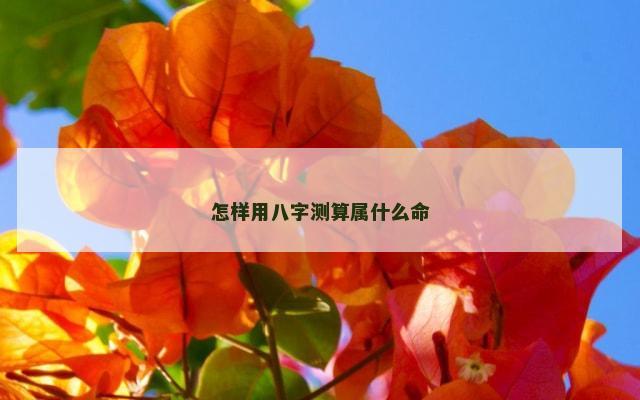 怎样用八字测算属什么命