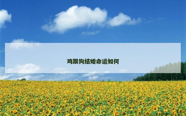 鸡跟狗结婚命运如何