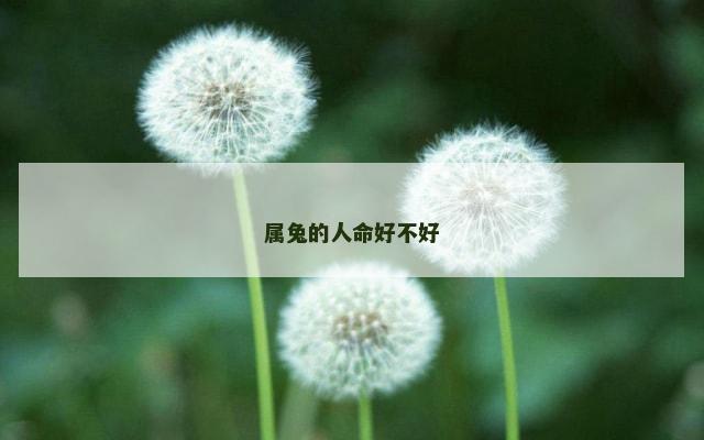 属兔的人命好不好