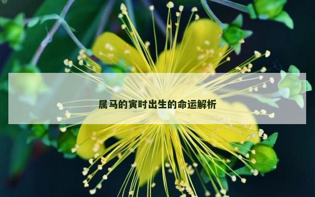 属马的寅时出生的命运解析