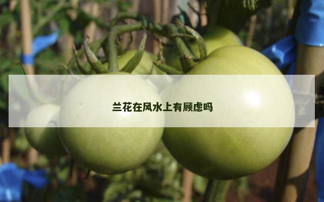 兰花在风水上有顾虑吗