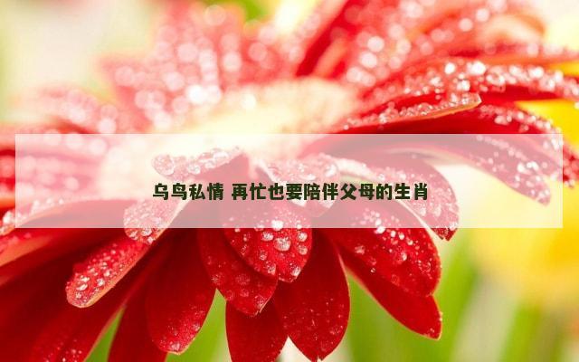 乌鸟私情 再忙也要陪伴父母的生肖