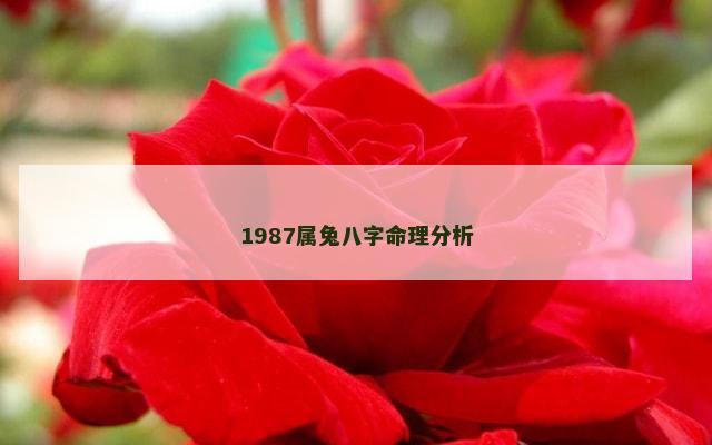 1987属兔八字命理分析