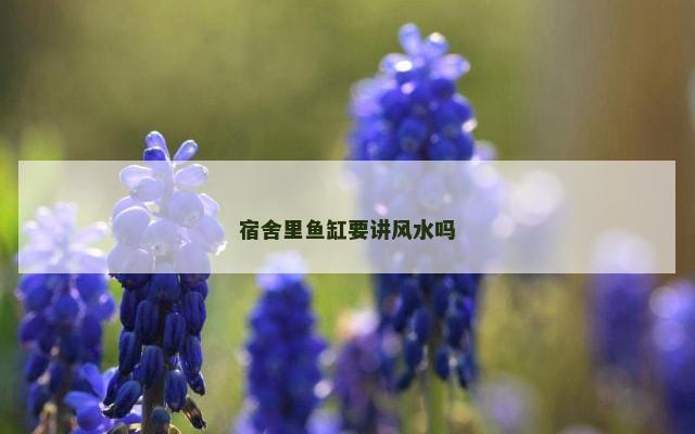 宿舍里鱼缸要讲风水吗